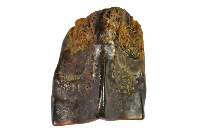 Fossil Hadrosaur (Edmontosaurus) Shed Tooth- Montana #110988